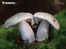 čirůvka mýdlová (Tricholoma saponaceum)