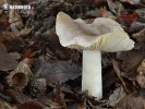 čirůvka šedožemlová (Tricholoma scalpturatum)