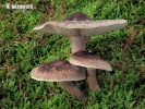 čirůvka střechovitá (Tricholoma imbricatum)