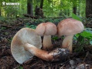 čirůvka vřetenonohá (Tricholoma fusipes)