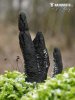 drevnatec štíhly (Xylaria longipes)