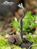 dřevnatka číškomilná (Xylaria carpophila)