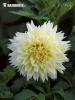 Georgína (Dahlia)