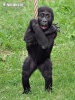 Gorila nížinná