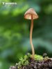 helmovka krvavá (Mycena sanguinolenta)