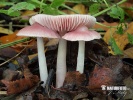 helmovka narůžovělá (Mycena rosea)