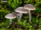 helmovka pařezová (Mycena tintinnabulum)