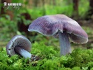 helmovka ředkvičková (Mycena pura)