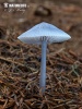 helmovka ředkvičková (Mycena pura)