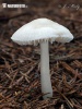 helmovka ředkvičková bílá (Mycena pura f. alba)