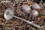 helmovka šiškomilná (Mycena strobilicola)