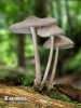 helmovka tuhonohá (Mycena galericulata)