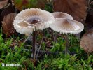 helmovka zefírová (Mycena zephirus)