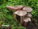 helmovka zoubkatá (Mycena pelianthina)