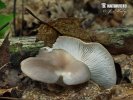 hliva buková (Pleurotus pulmonarius)