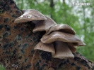 hlíva čepičkatá (Pleurotus calyptratus)