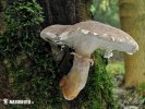 hlíva dubová (Pleurotus dryinus)