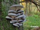 hlíva ústřičná (Pleurotus ostreatus)