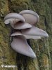 hlíva ústřičná (Pleurotus ostreatus)