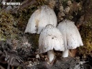 hnojník atramentový (Coprinopsis atramentaria)