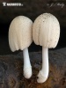 hnojník domácí (Coprinellus domesticus)