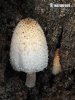 hnojník dutinový (Coprinopsis spelaiophila)