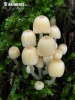 hnojník nasetý (Coprinellus disseminatus)