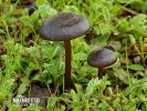 hodvábnica hodvábna (Entoloma sericeum)