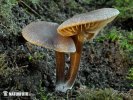 hodvábnica včasná (Entoloma vernum)