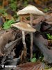 holohlavec český (Psilocybe bohemica)