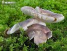 holubinka blíže neurčená (Russula sp. 2)