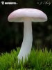 holubinka březová (Russula betularum)