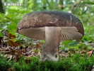 holubinka černající (Russula nigricans)