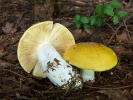 holubinka chromová (Russula claroflava)