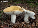 holubinka hlínožlutá (Russula ochroleuca)