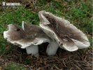 holubinka hustolistá (Russula densifolia)