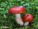 holubinka jahodová (Russula paludosa)