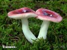 holubinka lesklá (Russula nitida)