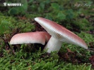 holubinka mandlová (Russula vesca)