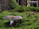 holubinka namodralá