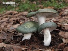 holubinka namodralá zelená (Russula cyanoxantha f. peltereaui)