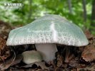 holubinka nazelenalá (Russula virescens)