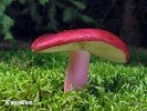 holubinka révová (Russula xerampelina)