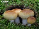 holubinka smrdutá (Russula foetens)