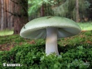 holubinka trávozelená (Russula aeruginea)