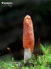 housenice červená (Cordyceps militaris)