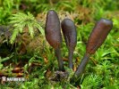 housenice cizopasná (Elaphocordyceps ophioglossoides)