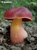 hríb Dupainov (Rubroboletus dupainii)