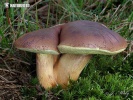 hřib hnědý