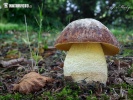 hríb jamkatý (Hemileccinum depilatum)